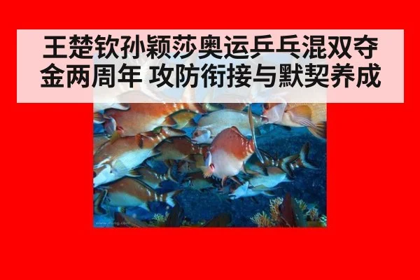 王楚钦孙颖莎奥运乒乓混双夺金两周年 攻防衔接与默契养成
